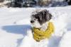 hondje met sjaal in sneeuw